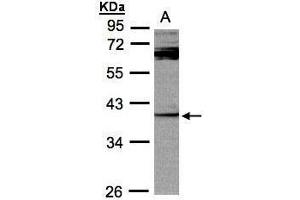 WB Image Sample (30μg whole cell lysate) A:Raji , 10% SDS PAGE antibody diluted at 1:1000 (DUSP7 抗体  (C-Term))