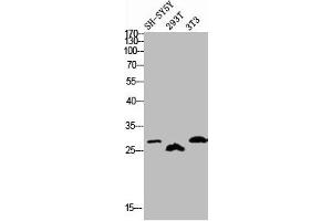 Western blot analysis of SH-SY5Y 293T 3T3 lysis using Phospho-DREAM (S63) antibody. (DREAM 抗体  (pSer63))