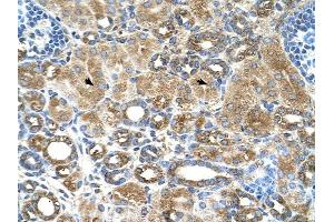 UBXD2 antibody was used for immunohistochemistry at a concentration of 4-8 ug/ml to stain Epithelial cells of renal tubule (arrows) in Human Kidney. (UBXD2 抗体  (Middle Region))