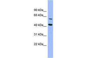 GFOD1 抗体  (AA 287-336)