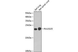 Western blot analysis of extracts of various cell lines, using PLG2D antibody (ABIN6132162, ABIN6145727, ABIN6145729 and ABIN6222983) at 1:1000 dilution. (PLA2G2D 抗体  (AA 21-145))