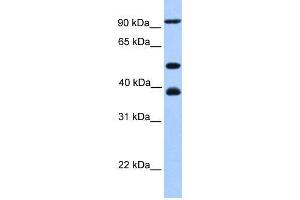 WB Suggested Anti-MCM3  Antibody Titration: 0. (MCM3 抗体  (C-Term))