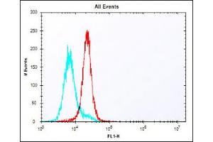 Overlay histogram showing K562 cells stained with (ABIN6243691 and ABIN6578148) (red line).