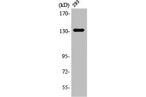 Western Blot analysis of 293 cells using RACK7 Polyclonal Antibody (ZMYND8 抗体  (Internal Region))