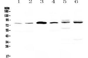 Western blot analysis of CEP68 using anti-CEP68 antibody . (CEP68 抗体)