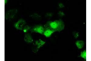 Anti-ERCC1 mouse monoclonal antibody (ABIN2453006) immunofluorescent staining of COS7 cells transiently transfected by pCMV6-ENTRY ERCC1 (RC200478). (ERCC1 抗体)