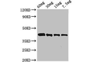 Western Blot Positive WB detected in Recombinant protein All lanes: Arginine esterase antibody at 3 μg/mL Secondary Goat polyclonal to rabbit IgG at 1/50000 dilution predicted band size: 42 kDa observed band size: 42 kDa (Kallikrein 2 抗体  (AA 25-260))