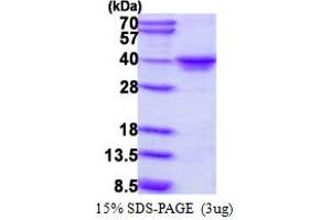 MAF1 Homolog (MAF1) (AA 1-256) protein (His tag)