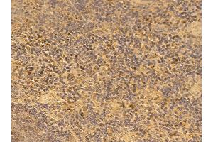 SPIB Mouse Monoclonal Antibody at 1/100 staining mouse spleen tissue by IHC-P. (SPIB 抗体)