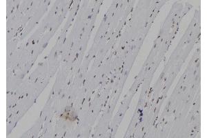 ABIN6277336 at 1/100 staining Mouse heart tissue by IHC-P. (Neurogenin 3 抗体  (N-Term))