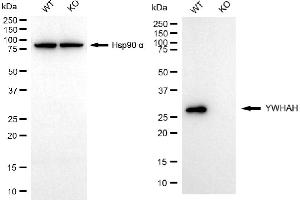Western blotting analysis using YWHAH antibody (ABIN7797410). (14-3-3 eta 抗体)
