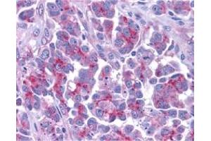 Image no. 1 for anti-Second Mitochondria-Derived Activator of Caspase (DIABLO) (AA 225-239) antibody (ABIN204877) (DIABLO 抗体  (AA 225-239))