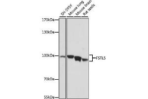 Western blot analysis of extracts of various cell lines, using FSTL5 antibody (ABIN7267229) at 1:1000 dilution. (FSTL5 抗体  (AA 21-250))