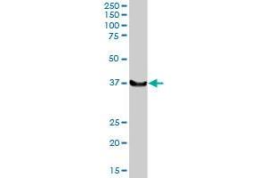 LHX4 MaxPab rabbit polyclonal antibody. (LHX4 抗体  (AA 1-390))