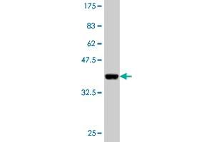 Western Blot detection against Immunogen (36. (CAND1 抗体  (AA 1-100))