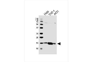 Lane 1: HeLa, Lane 2: THP-1, Lane 3: A431 cell lysate at 20 µg per lane, probed with bsm-51432M VAMP8 (1414CT354. (VAMP8 抗体)