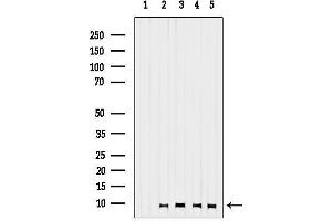 Western blot analysis of lysates from various samples, using GNG13 Antibody.