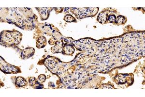 Immunohistochemistry (IHC) image for anti-Pregnancy Specific beta-1-Glycoprotein 1 (PSG1) (AA 202-401) antibody (ABIN7440083)