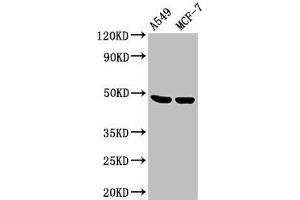 Western Blot Positive WB detected in: A549 whole cell lysate, MCF-7 whole cell lysate All lanes: LOX antibody at 3. (LOX 抗体  (AA 174-417))