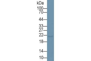 Rabbit Capture antibody from the kit in WB with Positive Control: Rat lung lysate. (Surfactant Protein C ELISA 试剂盒)
