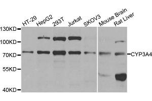 Western blot analysis of extracts of various cell lines, using CYP3A4 antibody. (CYP3A4 抗体  (AA 244-503))