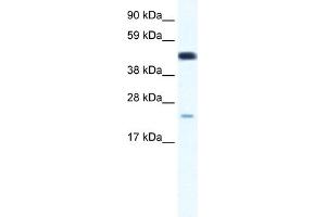 WB Suggested Anti-TCF7 Antibody Titration:  0. (TCF7 抗体  (Middle Region))