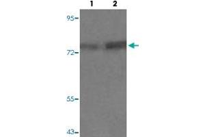 Western blot analysis of Lane 1: PC12 cells, Lane 2: PMA treated PC12 cells with PRKCQ (phospho S676) polyclonal antibody  at 1:500-1:1000 dilution. (PKC theta 抗体  (pSer676))