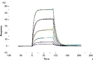 Surface Plasmon Resonance (SPR) image for CD6 (CD6) (AA 18-402) protein (His tag) (ABIN7274212)