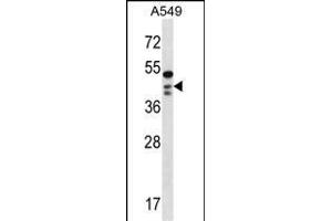 OBFC1 Antibody (C-term) (ABIN1537006 and ABIN2848501) western blot analysis in A549 cell line lysates (35 μg/lane). (OBFC1 抗体  (C-Term))