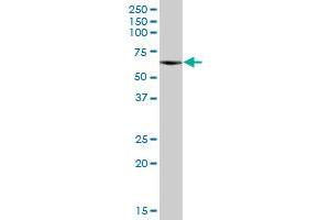 CPNE3 MaxPab polyclonal antibody. (Copine III 抗体  (AA 1-537))