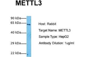 Host:  Rabbit  Target Name:  METTL3  Sample Tissue:  Human HepG2  Antibody Dilution:  1. (METTL3 抗体  (Middle Region))