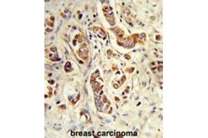 Immunohistochemistry (IHC) image for anti-Neutrophil Cytosolic Factor 1C Pseudogene (NCF1C) antibody (ABIN3003869) (NCF1C 抗体)