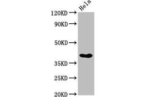 Western Blot Positive WB detected in: Hela whole cell lysate All lanes: NKX2-3 antibody at 3. (NK2 Homeobox 3 抗体  (AA 52-148))