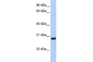 WB Suggested Anti-CLDND1 Antibody Titration:  0. (CLDND1 抗体  (Middle Region))