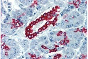Pancreas, Human: Formalin-Fixed, Paraffin-Embedded (FFPE) (Cytokeratin 19 抗体  (C-Term))