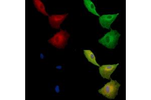 ABIN7096969 and ABIN7101036 staining  cells by IF/ICC. (TMEM93 抗体)