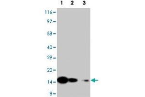 Western blot analysis of recombinant Il7 protein with Il7 polyclonal antibody . (IL-7 抗体  (N-Term))