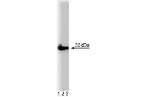 Western blot analysis of PCNA on a Jurkat cell lysate (Human T-cell leukemia, ATCC TIB-152). (PCNA 抗体  (AA 68-230))