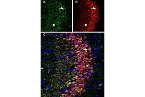 Multiplex staining of LINGO-1 and p75NTR in rat hippocampus - Immunohistochemical staining of immersion-fixed, free floating rat brain frozen sections using Anti-LINGO-1 (extracellular) Antibody (ABIN7043298, ABIN7044790 and ABIN7044791), (1:200) and Anti-p75 NGF Receptor (extracellular)-ATTO Fluor-550 Antibody (ABIN7043346), (1:80).