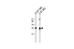 VTI1A 抗体  (C-Term)