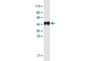 Western Blot detection against Immunogen (46. (RIPPLY3 抗体  (AA 1-190))