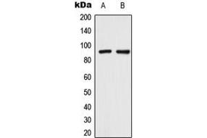 Western blot analysis of TRPV3 expression in HeLa (A), SHSY5Y (B) whole cell lysates. (TRPV3 抗体  (Center))