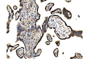 IHC analysis of SND1 using anti-SND1 antibody (ABIN7600527).