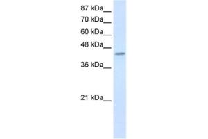 Western Blotting (WB) image for anti-Poly(rC) Binding Protein 4 (PCBP4) antibody (ABIN2462288) (PCBP4 抗体)