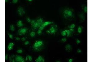 Anti-ACY3 mouse monoclonal antibody (ABIN2454131) immunofluorescent staining of COS7 cells transiently transfected by pCMV6-ENTRY ACY3 (RC202287). (Aminoacylase 3 抗体)