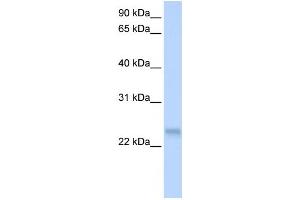 Western Blotting (WB) image for anti-serine/arginine-Rich Splicing Factor 3 (SRSF3) antibody (ABIN2458497) (SRSF3 抗体)