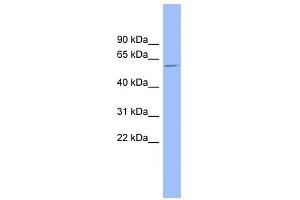 WB Suggested Anti-NR1H4 Antibody Titration:  0. (NR1H4 抗体  (Middle Region))