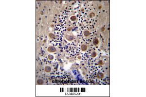 GPRASP2 Antibody immunohistochemistry analysis in formalin fixed and paraffin embedded human cerebellum tissue followed by peroxidase conjugation of the secondary antibody and DAB staining. (GPRASP2 抗体  (N-Term))