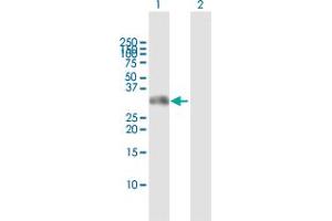 Western Blot analysis of GSC expression in transfected 293T cell line by GSC MaxPab polyclonal antibody. (GSC 抗体  (AA 1-257))