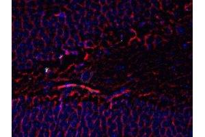 Immunostaining of mouse dentate gyrus showing beta III tubulin in red and nuclei in blue. (TUBB3 抗体)